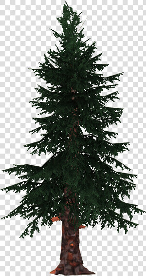 Thumb Image   Black Spruce Png  Transparent Png