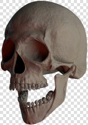 Skull  Skull And Crossbones  Bone  Creepy  Weird  Death   Skull  HD Png Download