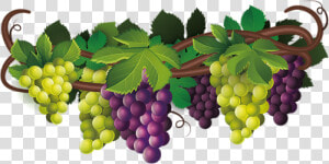 Tube Fruit  Raisin Png  Vigne  Vendanges   Transparent Background Grape Vine Png  Png Download