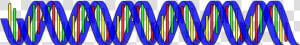 Double Helix Png  Transparent Png