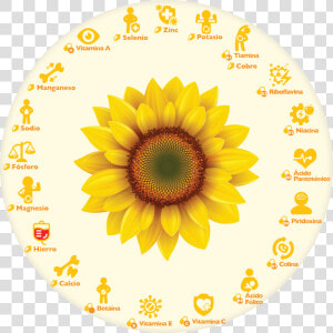 Semillas De Girasol O Semillas De Pipa   Clip Art Sun Flower  HD Png Download