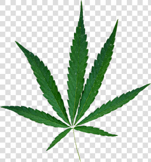 Hemp Leaf No Background 2 5   Marijuana  HD Png Download