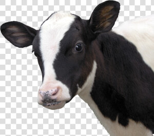 Female Cow Png   Cara De Vaca Png  Transparent Png