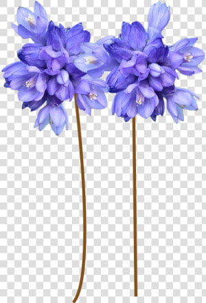 Hyacinth  HD Png Download