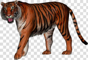 Transparent Tiger Png   American Lion Vs Ngandong Tiger  Png Download