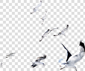  ftestickers  ftesticker  bird  birds  flying  fly   Flock  HD Png Download