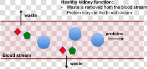 Kidney Png   Png Download   Does High Protein Diet Increase Gfr  Transparent Png