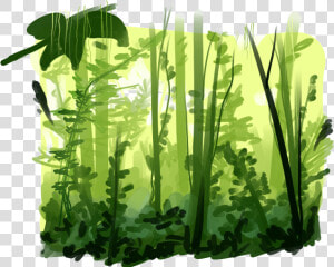 Rainforest Png Pic   Rainforest Png  Transparent Png