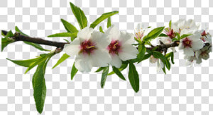 Almond Tree  White Flowers  Almond Tree Nature  Flower   Almond  HD Png Download