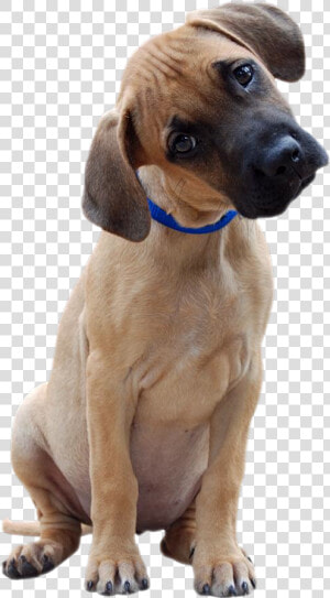 Great Dane Head Tilt  HD Png Download