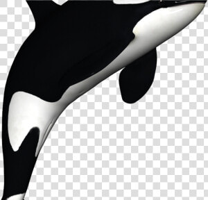 Orca Clip Art   Killer Whale Cartoon Transparent  HD Png Download