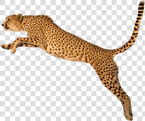 Running Leopard Png Transparent Image   Transparent Background Cheetah Png  Png Download