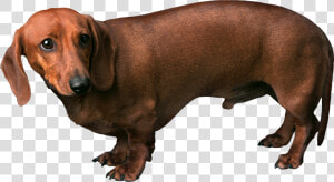 Dog Png   Fearful Dog  Transparent Png