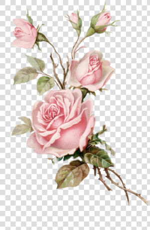 Vintage Roses Png   Pink Roses Png  Transparent Png