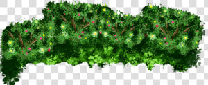 Arena Events Events Bushes   Oregon Pine  HD Png Download