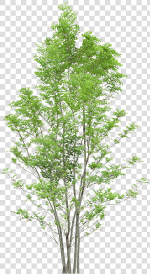 Tree Trees Png Download Free Clipart   Png Trees  Transparent Png