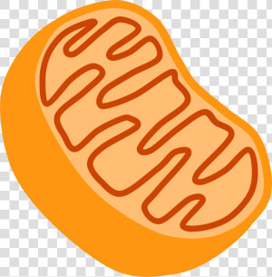 Biology 1   Mitochondria Clipart  HD Png Download