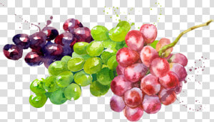 Prod Fruta Uvas   Seedless Fruit  HD Png Download