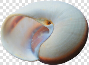 White Seashells Transparent Png  Png Download