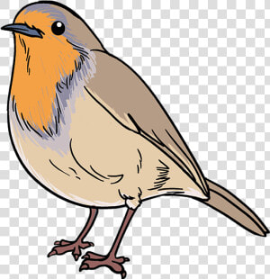 Carton Drawing Bird   Easy Robin Bird Drawing  HD Png Download