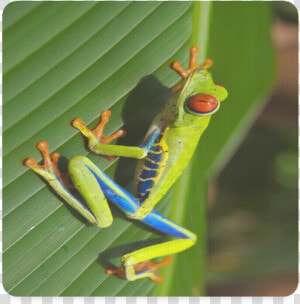 Tree Frog Climbing Leaf Square Coaster   Red eyed Tree Frog  HD Png Download