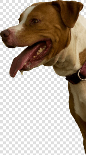 Pitbull Mix Rescue   Dog Yawns  HD Png Download