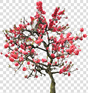 Transparent Cherry Blossom Tree Png   University Of Maryland University College  Png Download