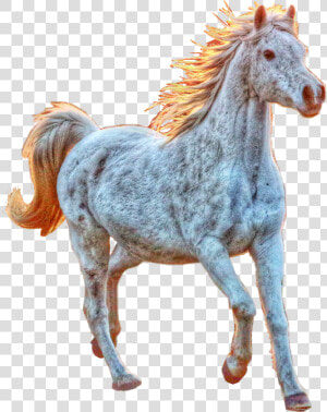  horse  white  running  newvikstar  freetoedit   Stallion  HD Png Download