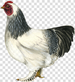 Hen Png Hd   Brahma Chicken Png  Transparent Png