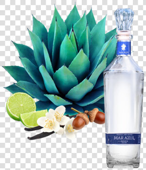 Blue Agave Plant Png  Transparent Png