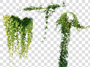 Tree Plant Vine Ivy Others Png File Hd Clipart   Vines Png  Transparent Png