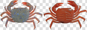 Freshwater Crab  HD Png Download