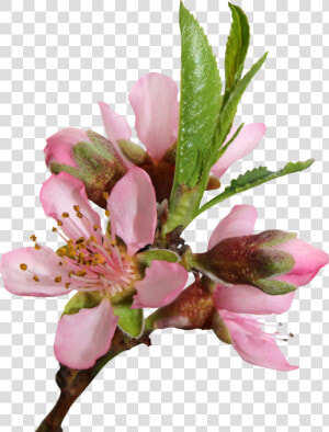 Blossom Png Transparent Image   Peach Blossom Transparent Background  Png Download