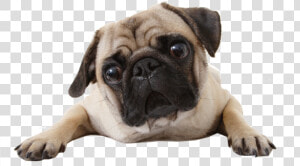 Perro  Png  And Pug Image   Do Pugs Not Drugs  Transparent Png