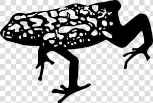 Dart Frog   Dart Frog Clipart  HD Png Download