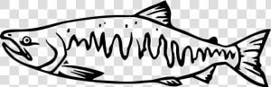 Salmon Clipart Tiny Fish   Chinook Salmon Black And White  HD Png Download