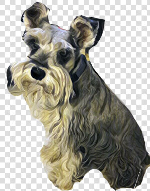 Standard Schnauzer   Png Download   Standard Schnauzer  Transparent Png