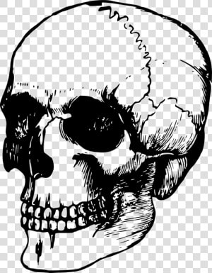 Academic Drawing Human Skeleton Transparent Png Clipart   Old Skull Drawing  Png Download