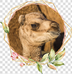 Arabian Camel  HD Png Download