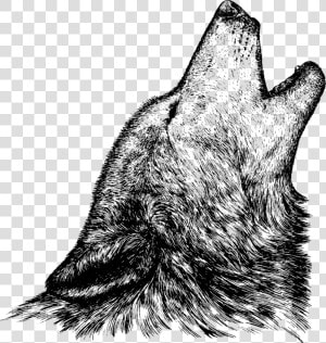 Loup Sketch  HD Png Download