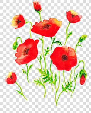 Transparent Poppies Png  Png Download