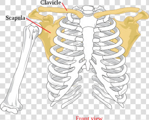 Scapula Meaning In Urdu  HD Png Download