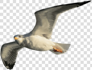 European Herring Gull  HD Png Download