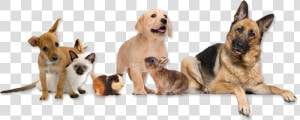  dog  dogs  cat  cats  rabbit  bunny  animals  terrieasterly   Veterinarian Dog And Cat  HD Png Download