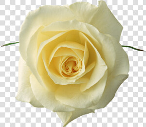 Flores Png Para Photoscape   White Rose Png Transparent  Png Download