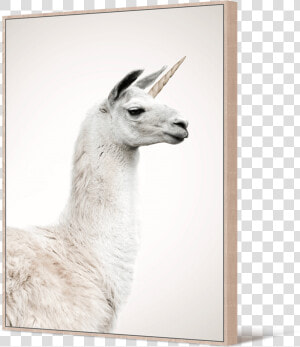 Transparent Llamas Png   Llama  Png Download