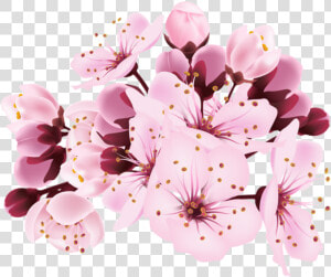 Cherry Blossom Decorative Transparent Image   Cherry Blossoms Transparent Background  HD Png Download