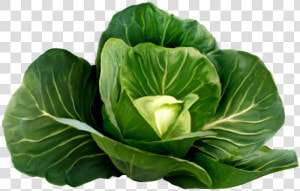 Cabbage Png Image   Cabbage Plant Png  Transparent Png