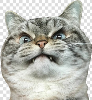  cat  angrycat  angry   Angry Cat Merlin Meme  HD Png Download