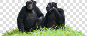 Chimpanzees Sitting On Grass   Chimpanzees Transparent Background  HD Png Download